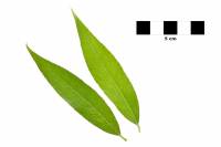 Saule pleureur - feuilles sur fond blanc (Salix babylonica)